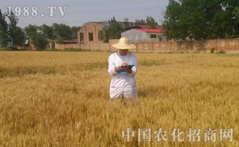石家莊生物有機肥.jpg